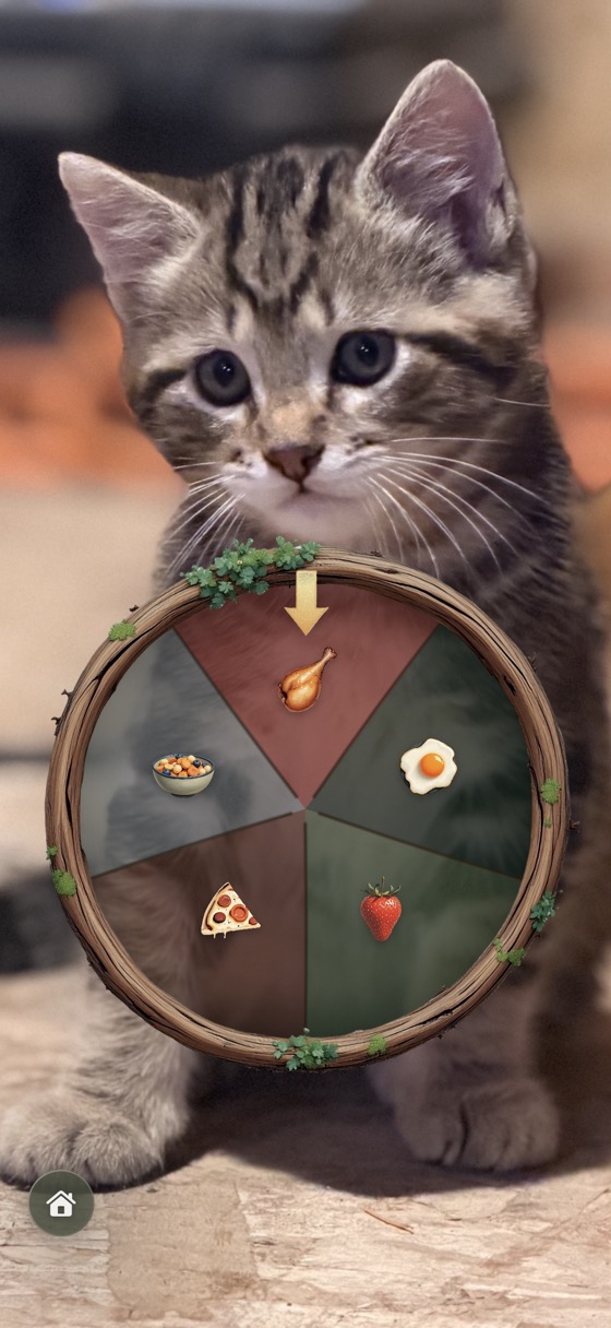 A wheel set behind a photo of the family's kitten